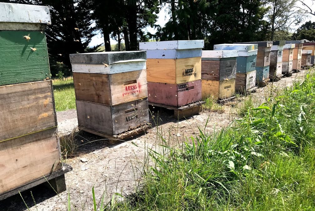 Bee Hives am Strassenrand in Neuseeland