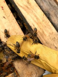 Bienen der Rassen Apis melifera Carnica und Ligustika.