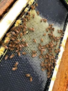 Häufig eingesetzt, Kuststoffwaben, auf denen die Bienen dann Ihre Wabenstruktur aufbauen.