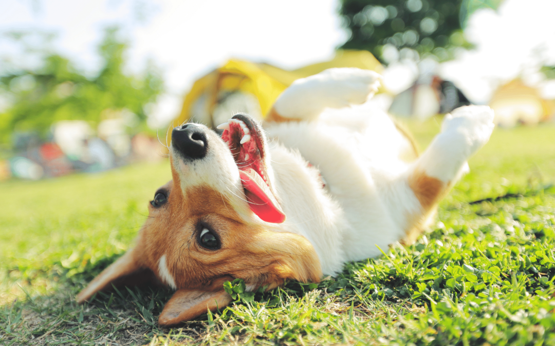 Tue etwas Gutes für deinen Hund