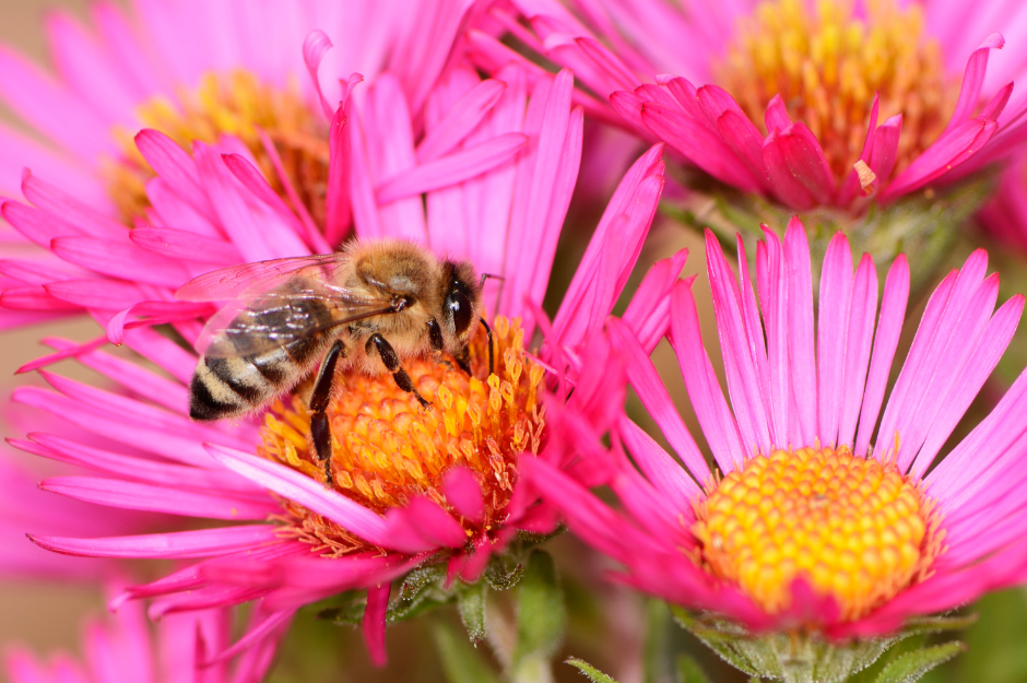 Was treibt die Biene im Herbst?