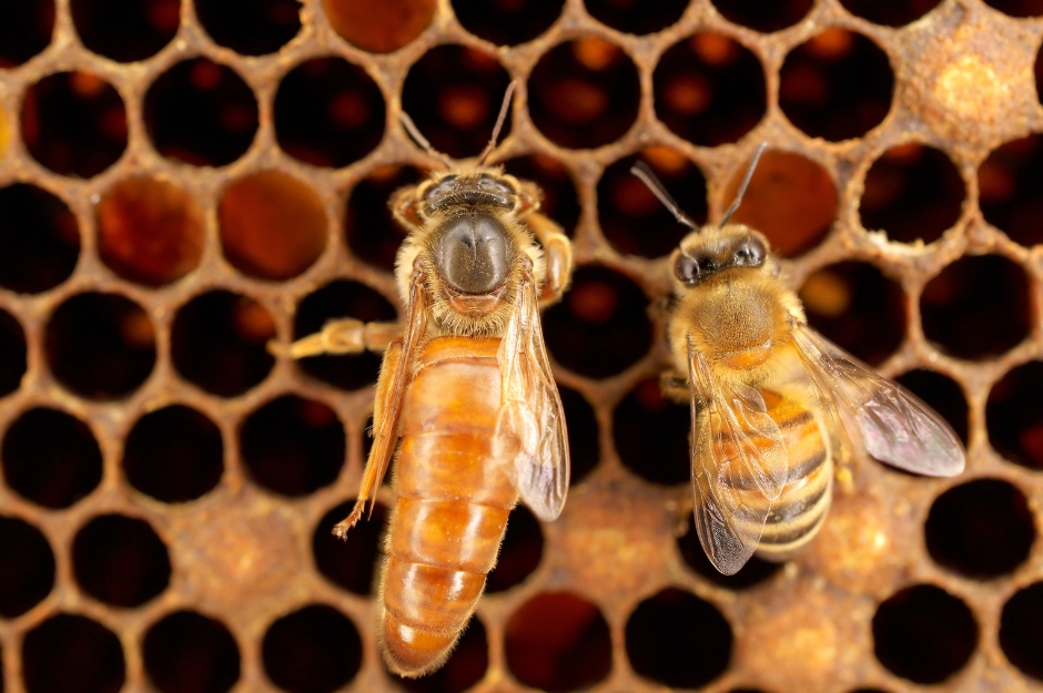 Bienenköniginnen züchten