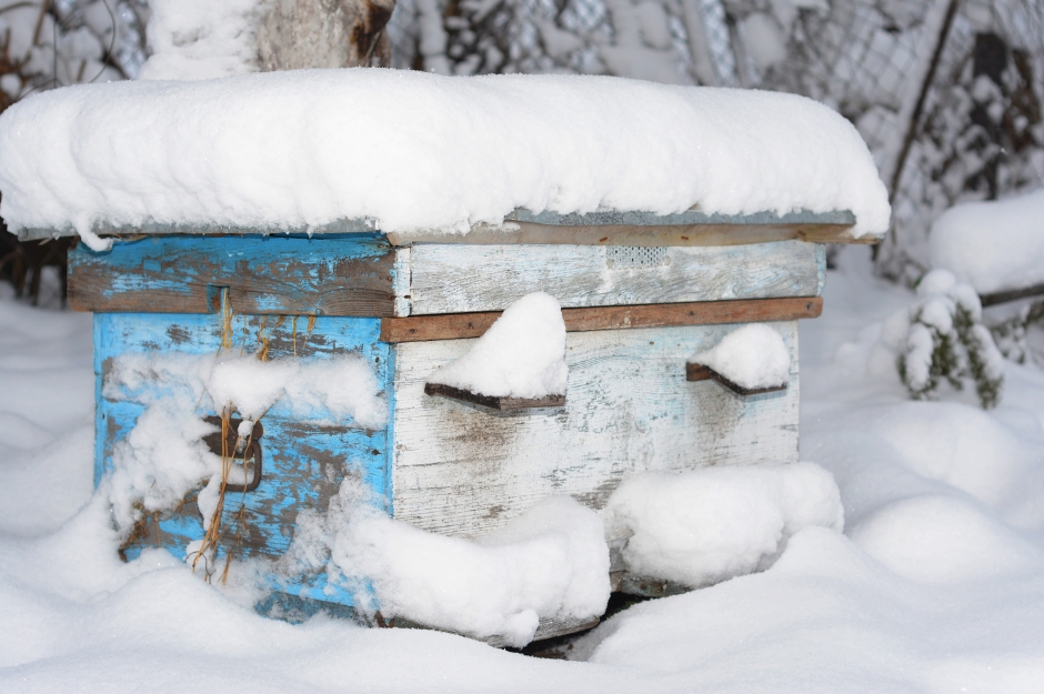 Winterbienen – die Beschützer