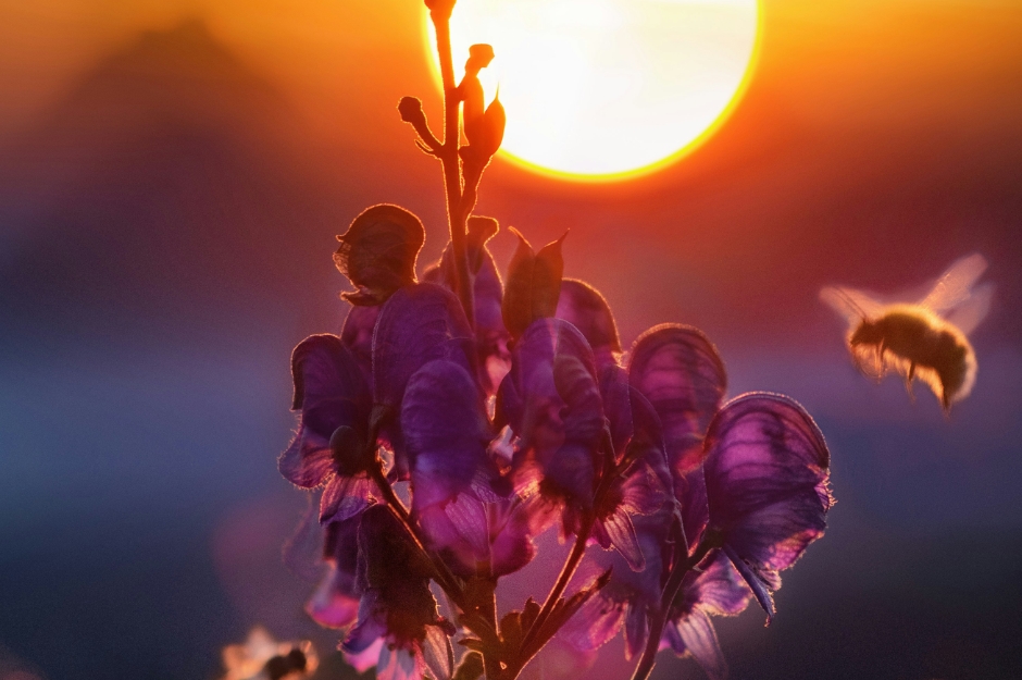 20. Mai steht im Zeichen der Bienen